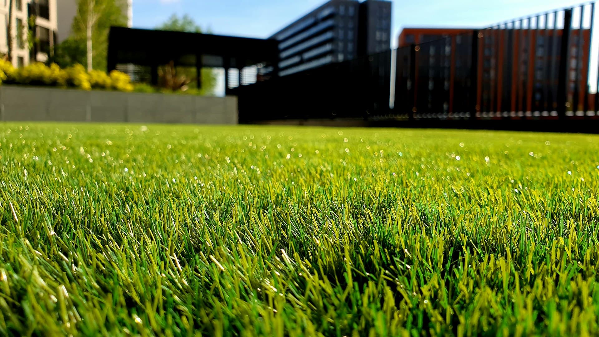 Beautiful green lawn in Sarasota, Florida